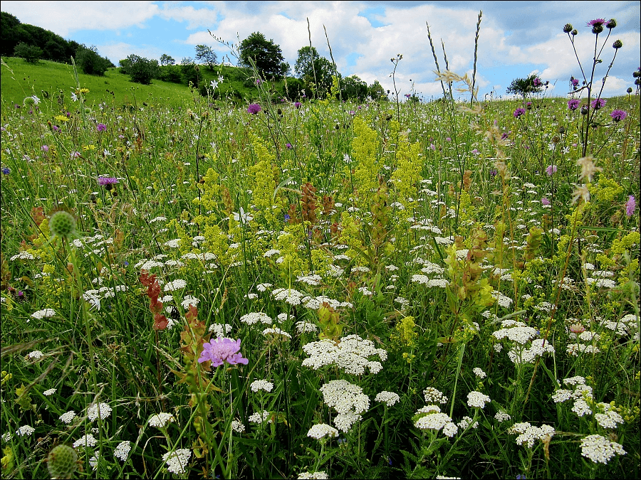 Лечебни растения